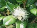 coast satinash,monkey apple,eungella gum,timber trade,syzgium smithii,liliplli